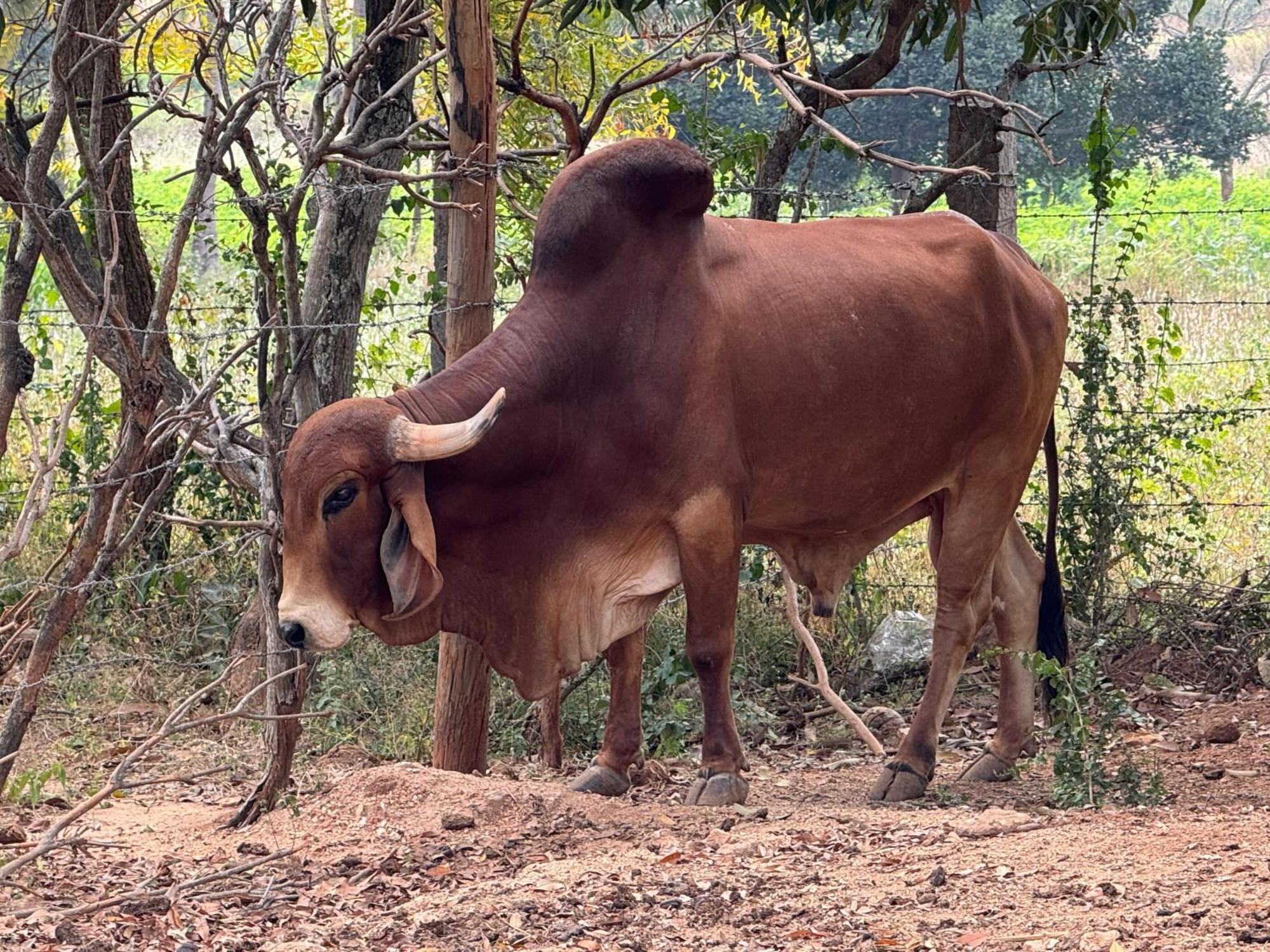 Chikoo Farm Inn Bangalore Ngoại thất bức ảnh