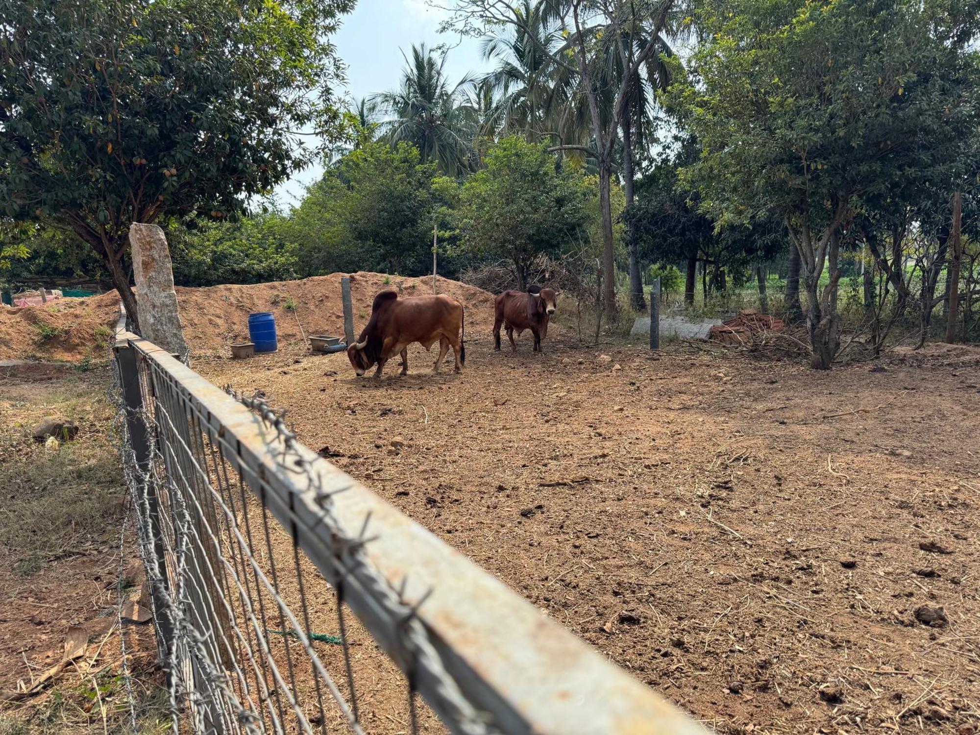 Chikoo Farm Inn Bangalore Ngoại thất bức ảnh