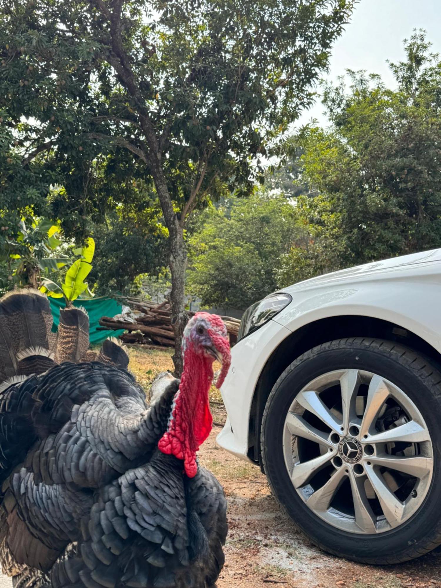 Chikoo Farm Inn Bangalore Ngoại thất bức ảnh